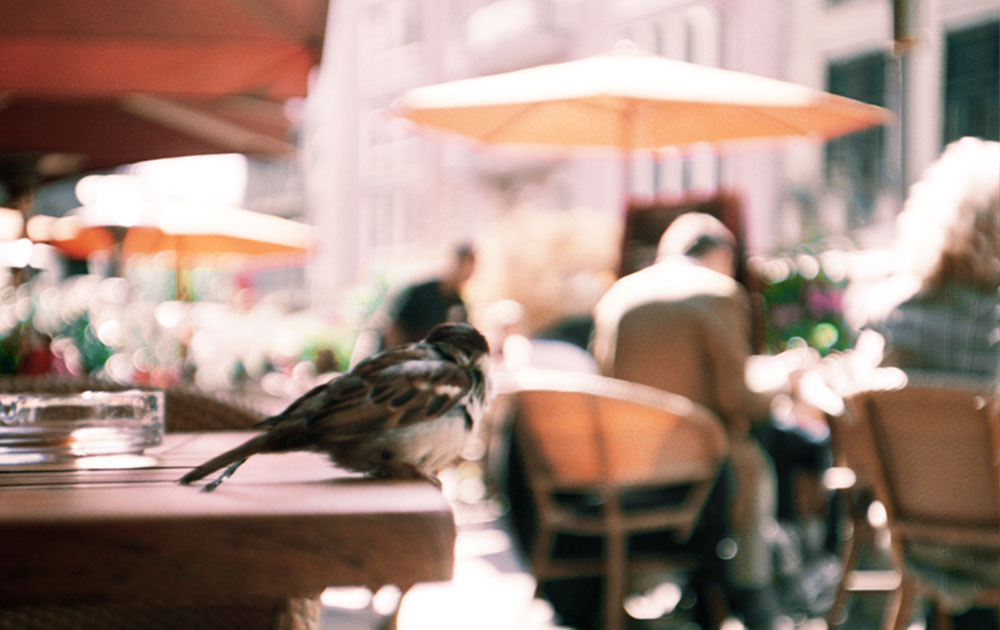 schmidundmorgen EmployerBranding EmployerBranding Spatz
